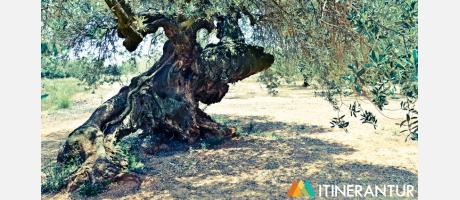 Canet lo Roig con Itinerantur