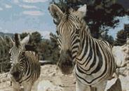 Safari Aitana