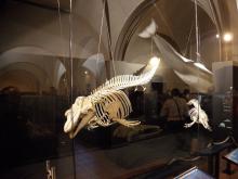 Museo de Historia Natural de Torrevieja