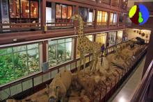 Musée de Sciences Naturelles El Carmen