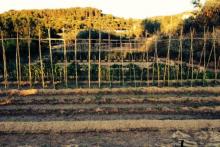 Paixixi o el forn de brasa d'Ontinyent