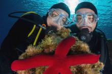 Ali-Sub, Ihr Zentrum für Unterwasseraktivitäten in La Vila Joiosa
