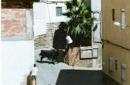 Bous al carrer