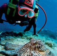 Club de Buceo Costa Blanca Sub (PADI / FEDAS)