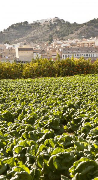 L'Horta Vella de Llíria