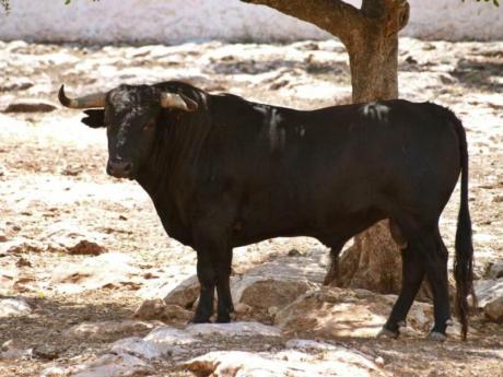 Semana taurina en Algimia de Almonacid