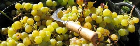 X Jornadas del Moscatell a la Marina Alta
