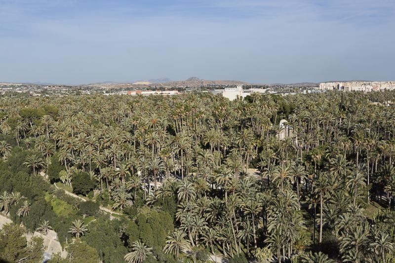 Panorámica del Palmeral de Elche