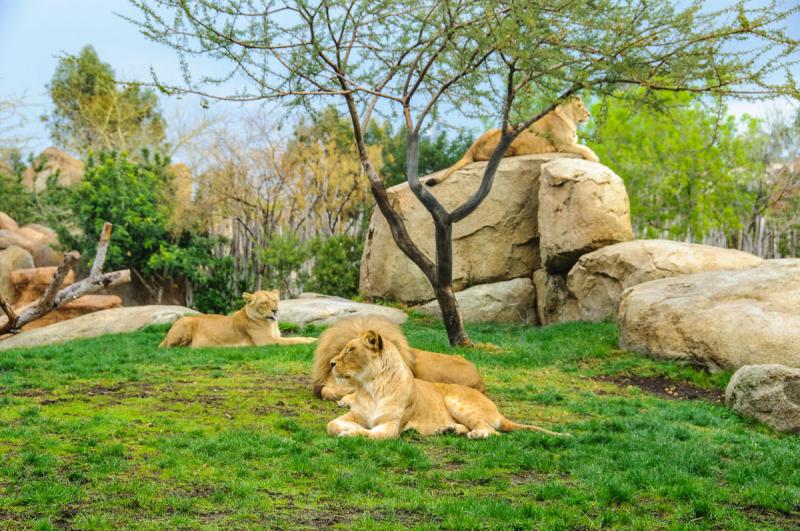 Leones en el Bioparc
