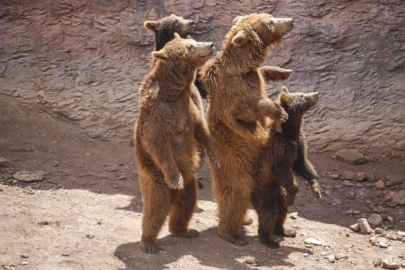 Leones en el Bioparc