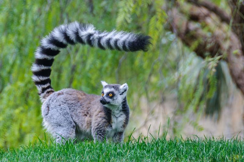 Lemur en Bioparc