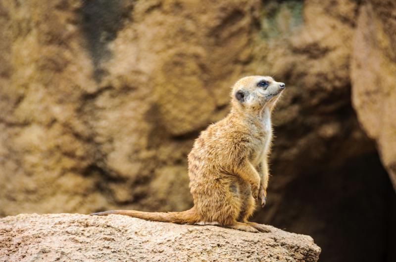 Lemur en Bioparc