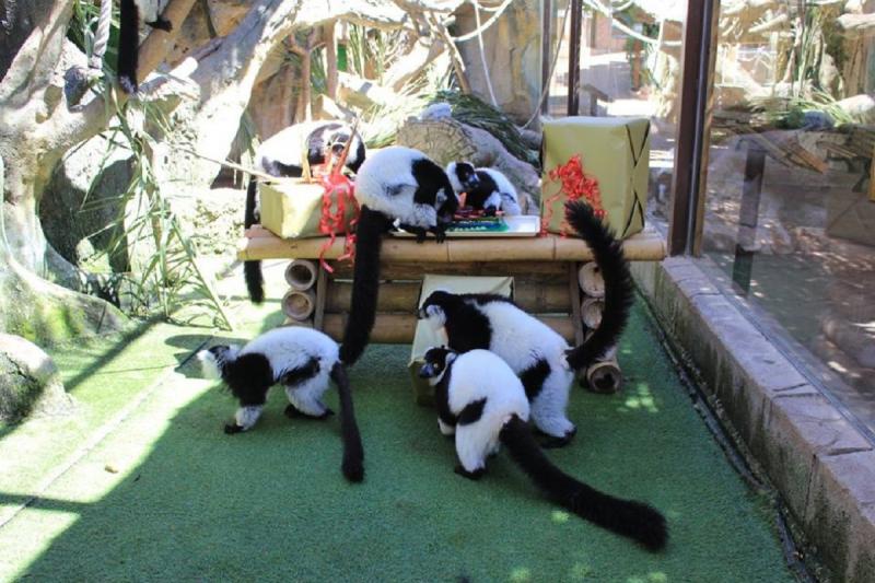 Monos en Mundomar