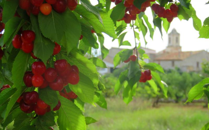 Cerezas de Salzadella