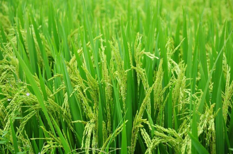 Arroz 3