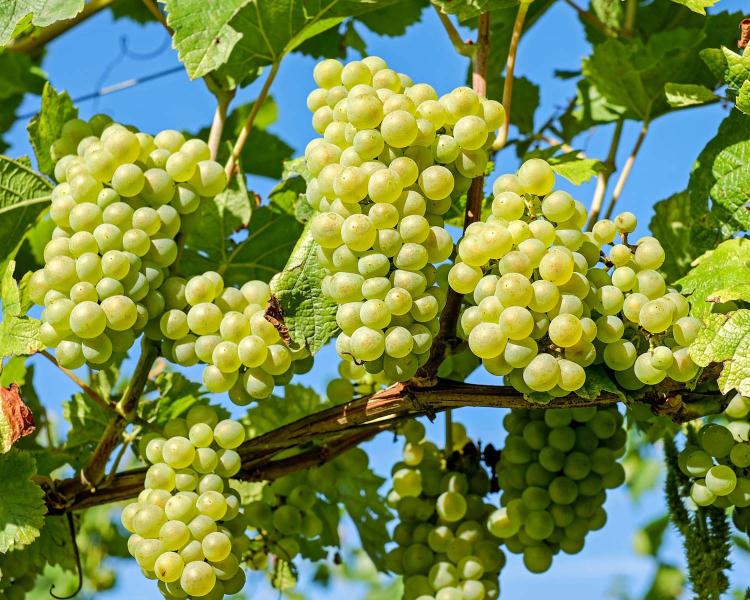 La tradición de las 12 uvas